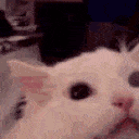 catscream emote for Discord