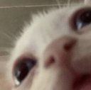 catpeek emote for Discord