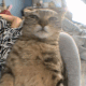 catdupstep emote for Discord