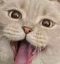 Cattounge emote for Discord