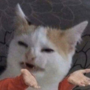 catshrug emote for Discord