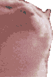catjam emote for Discord