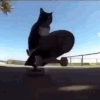 catskate emote for Discord