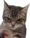 catangry emote for Discord