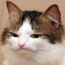 catthinking3 emote for Discord
