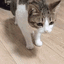 catfall emote for Discord