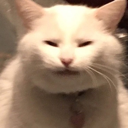 cattired emote for Discord