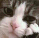 cathinking2 emote for Discord