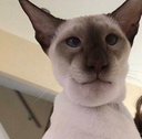 siamcat emote for Discord