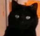 catlook emote for Discord