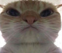 catthickhead emote for Discord
