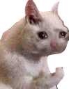 catstrong emote for Discord