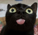 catdistracted emote for Discord
