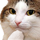 cathinking emote for Discord
