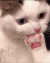 cateatpaw emote for Discord