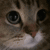 catmeow1 emote for Discord