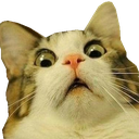 catscared2 emote for Discord
