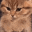 kittenpaws emote for Discord