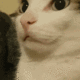 catboop emote for Discord