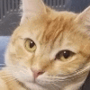 catblink emote for Discord