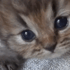 kittenmeow emote for Discord