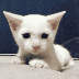 catscared emote for Discord