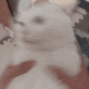 catwobblehead emote for Discord