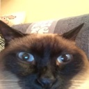 siamcat emote for Discord