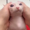 bingus1 emote for Discord
