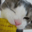 catcorn emote for Discord
