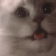catscream2 emote for Discord