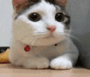 catdenied emote for Discord