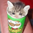 pringlcat emote for Discord