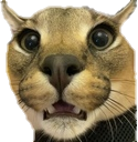 floppa emote for Discord