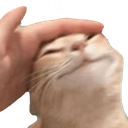 goodcat emote for Discord