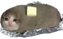 buttercat emote for Discord