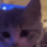 Wink_Kitten emote for Discord