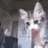 Yo_Dap_Kitten emote for Discord