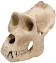 fortniteplayerskull emote for Discord