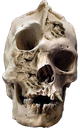 skullweedfromgasstation emote for Discord