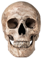 skullhd emote for Discord
