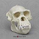 monkeskull emote for Discord