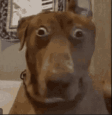 terrified emote for Discord