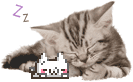 Catot emote for Discord