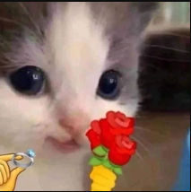 Cat_propose emote for Discord