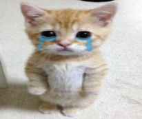 cat_cry emote for Discord