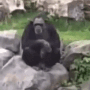 monkey emote for Discord
