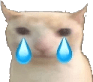 CryCat emote for Discord