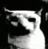 CringeCat emote for Discord