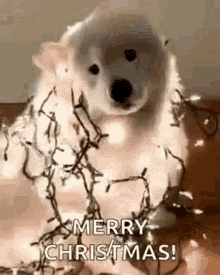 Dogmas emote for Discord